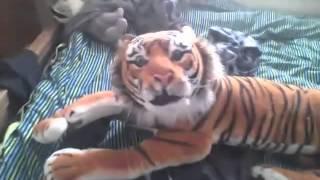 never own a pet tiger 2