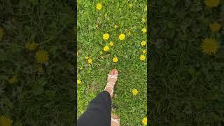 Dandelions  #walking #field #adventure #flowers #beautiful #day #goodday #skagit