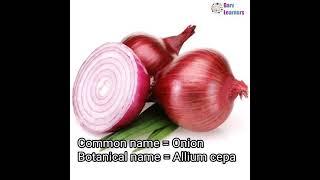 Botanical name of onion