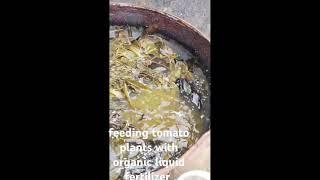 feeding my tomato plants with organic liquid fertilizer#shortvideos#organicgrowing