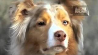 Dogs 101 - Australian Shepherd