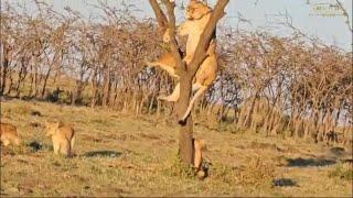 Lions Climbing Trees | Great Plains Conservation