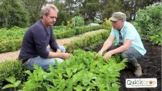 How to Grow Parsnips