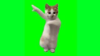 Cat Dancing to Jimmy Jimmy Jimmy Aaja - Green Screen Meme Template