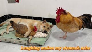 The hen betrayed the rooster,and the rooster was very angry!The hen and the dog often have an affair