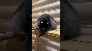 Видели, как просыпаются еноты? #енотик #смешныеживотные
