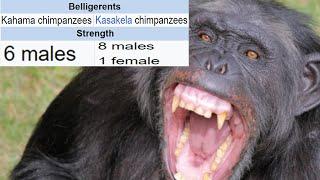 Monkey World War - Gombe Chimpanzee War