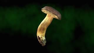 Real mushroom in 3D - Boletus badius, 0064