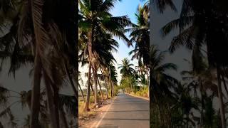 Coconut Tree Road Batim Village ,Goa #music #song #travel #status #shorts #foryou #goa #goashorts