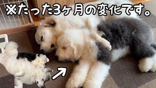 【生後5か月】生後2か月の時と同じポーズで寝てるのにもう超大型犬よりも大きく見えちゃう子犬の成長が凄すぎるw｜グレートピレニーズ＆オールドイングリッシュシープドッグ＆トイプードル
