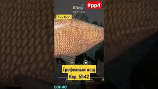 Трофейный лещ на старом остроге! #рыбалка #трофейныйлещ #рр4 #острог