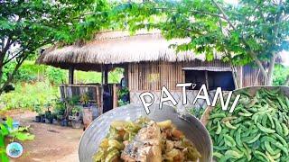 Harvest lots of PATANI, digging KAMOTE and cook Ilocano dish | Life in the farm