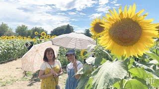 Sunflower field at Showa Park Tachikawa @Neneng Jenn