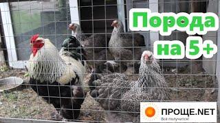 Куры Брама тёмная Почему никогда не откажусь от этой породы. 5 лучших качеств!