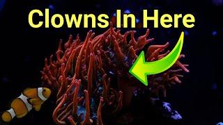 My Plan To Get Clowns To Host An Anemone | The Prestige Reef Dork Show Ep 58