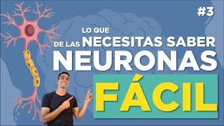 LA NEURONA  | Clasificación, estructura, funciones | FÁCIL EXPLICADO