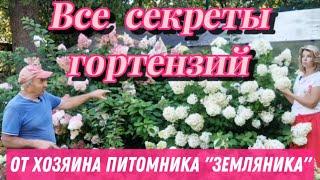 ПЫШНОЕ ЦВЕТЕНИЕ ГОРТЕНЗИЙ в питомнике "Земляника" | Чем кормить, во что сажать?