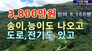 (345번 매물)임야 평당 4,657원.송이와 능이 버섯 자생.총3,800만원,임야 8,160평,도로와 전기 있음,해발400~500m, 자연힐링,주말용쉼터,노후소일거리용,산양삼재배