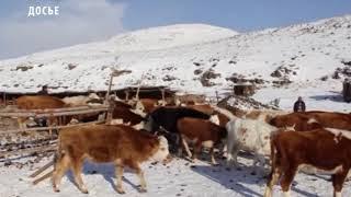 В Туве началась передача скота в рамках губернаторского проекта «Кыштаг для молодой семьи»