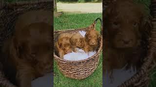  PAWS AND WHISKERS: CUTE and FUNNY CATS & DOGS VIDEOS #3 | LS2 SocMed Marketing  #shorts