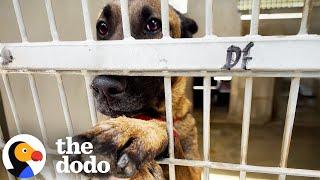 Dog Injures Herself Trying To Get Pets At The Shelter | The Dodo