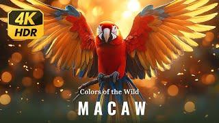 Discover the Colors of the Wild with This Stunning 4K UHDColorful Sun Conure & Macaw