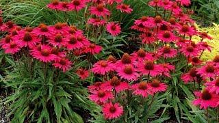 Best Perennials - Echinacea Glowing Dream (Coneflower)