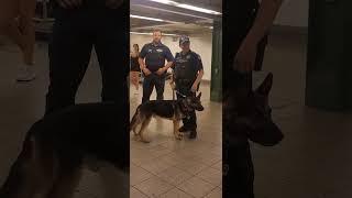 K9 at subway New York #dog #k9 #police #travel #subwaynyc #subway