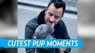 Justin Theroux's Best Moments With His Pup