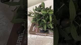 Olive Branch Artificial Green Plant Plastic Olive Branches