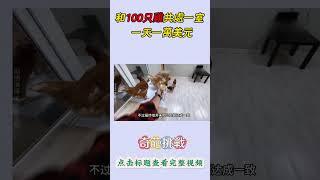 挑戰和100只雞共處一室， 一天一萬美元！#奇葩挑戰 #挑戰 #有趣 #熱門 #好玩