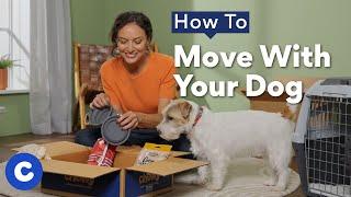 How To Move With Your Dog | Chewtorials