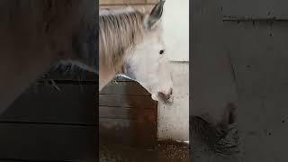 Barn chores for the morning. I was so congested from the cold#horses #appaloosa #quarterhorse