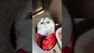 祝点赞订阅的人，每天快乐 #我的大脸猫 #萌宠 #cute #宠物日常记录