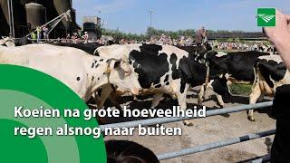 Koeien na grote hoeveelheid regen alsnog naar buiten