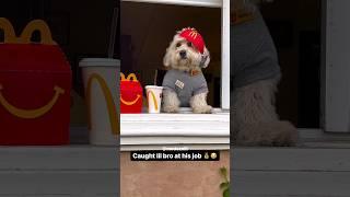 I Found Coco At His Day Job 