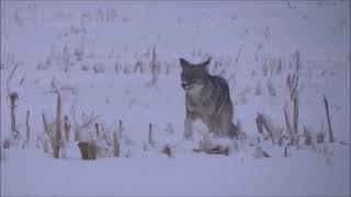 Hunting Ontario Coyotes, Kill Shots!