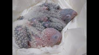 Rainbow Parrots has Babies again!!  Green Cheek Conures!