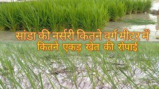 How to prepare Rice seedlings for Transptantation | Paddy | raj fact 87?