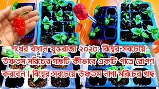 Hobby gardening UK 2025: How to transplants the world hottest chilli pepper plant in a pot | Naga