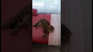 فيلا فخمة للبيع في مدينة بورصة التركية #تركيا #بورصة #عقارات #شقق #فلل #إستثمار #مشاريع_إستثمارية