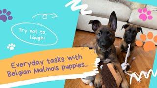 Daily life with Belgian Malinois puppies!