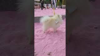 초소형 강아지  포메라니안 #포메 #강아지