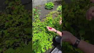 ремонтантная малина в 2025году #сад #садоводничество #дача #огород #ягоды #малина