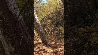 GROSSE MENÉE SUR SANGLIER ! ( Chasse en Cévennes )