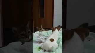 Кошка и собака играют