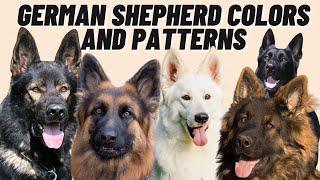 7 Different GERMAN SHEPHERD Coat Color Patterns