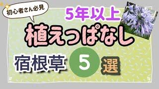 《5年以上植えっぱなし！丈夫で美しい宿根草５選》暖地でこれから花壇づくりされる方にオススメ！