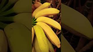 Organic Apple Bananas #nature #organicgardening #organicgrowing #organiclifestyle organiclifestyle