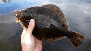 LRF - lure river flounders